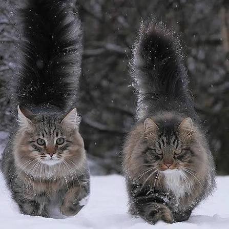 вот они, коты здорового человека. Русские, православные коты... — boggdusya · Стрекоза
