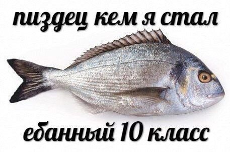 Отмените школу — Nyan_Cat · Стрекоза