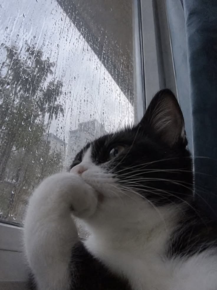 дискорд сучка, какие 10 баксов за нитро я не буду покупать это ху...… — Shadow_Cat · Стрекоза