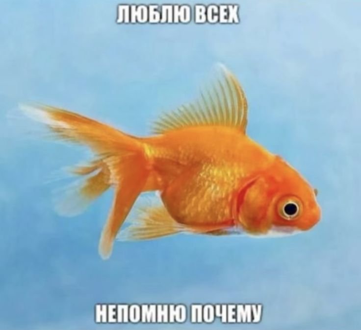 Всем доброе утро и удачи, мне сегодня ничего интересного не снилось,… — Toaster · Стрекоза