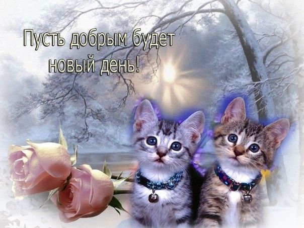 всем привет друзья, сегодня у меня загруженный денек немного будет, н… — emiliaaoaa · Стрекоза