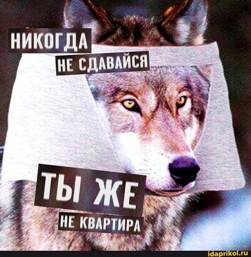 Вот так и живём — Волк - не Тот. · Стрекоза