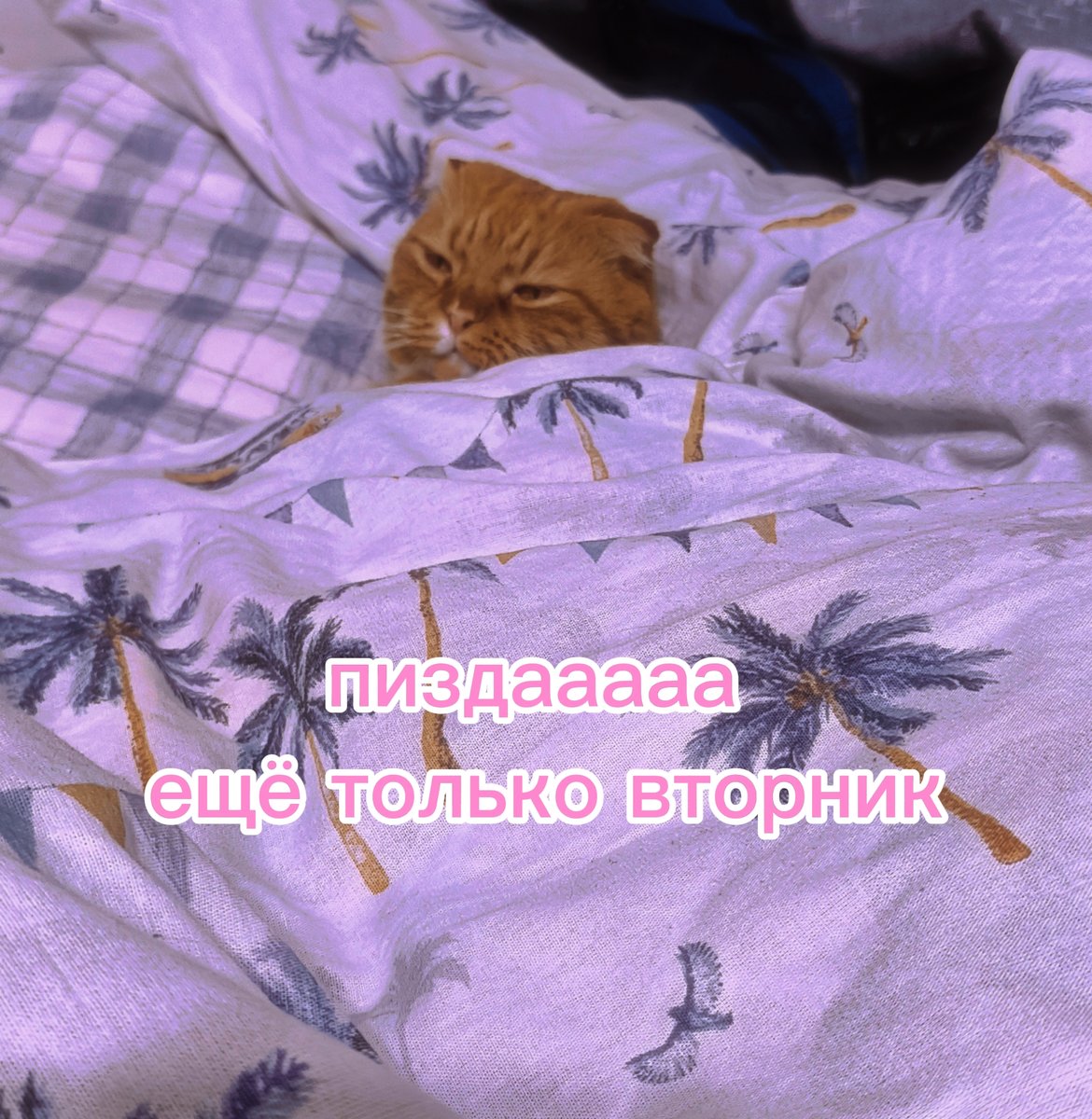С вторником вас дамы и господа!!!! Желаю всем приятного и насыщенного… — Zabivnoi_Chertila · Стрекоза
