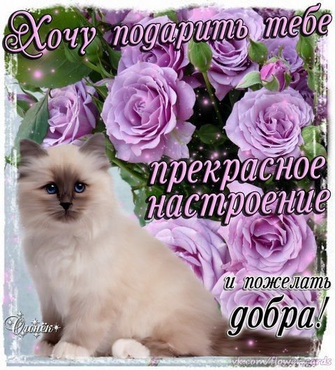 НОВОРЕГИ БОЙТЕСЬ ТЕПЕРЬ КАЖДЫЙ ДЕНЬ ВЫ БУДЕТЕ ВИДЕТЬ ОТ МЕНЯ ПОСТЫ С… — emiliaaoaa · Стрекоза