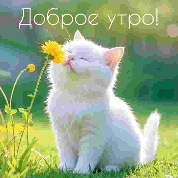 Всем адекватным доброе утро и хорошего дня😉🤙 — Saintspring · Стрекоза
