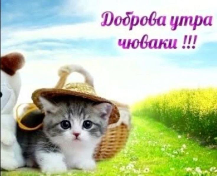 Всем доброе утро и удачи! — Toaster · Стрекоза