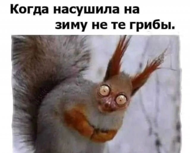 Белка можно тоже такие? Ахахахахахах) — GaLoChKa · Стрекоза