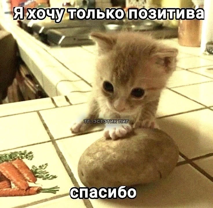 мне грушно я очень устала напишите что нибудь смешное пожалуйста — emiliaaoaa · Стрекоза