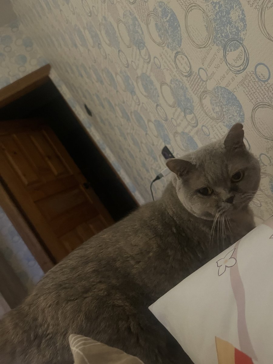 мой маленьки сереньки ребёнак — zabawka_qwq · Стрекоза
