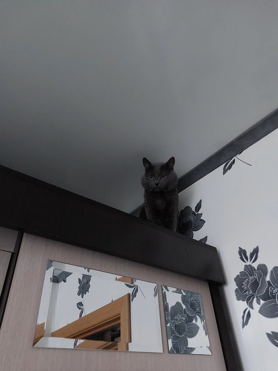 Вот ещё фотка моего кота, летом и зимой он разный — IvanTaimMiha23 · Стрекоза