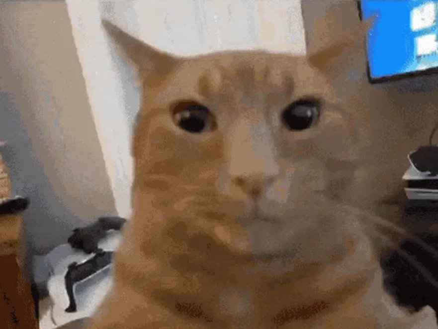 Стрекозоиды, накидайте фоток своих котов в ленту, поднимите настроени… — IvanTaimMiha23 · Стрекоза