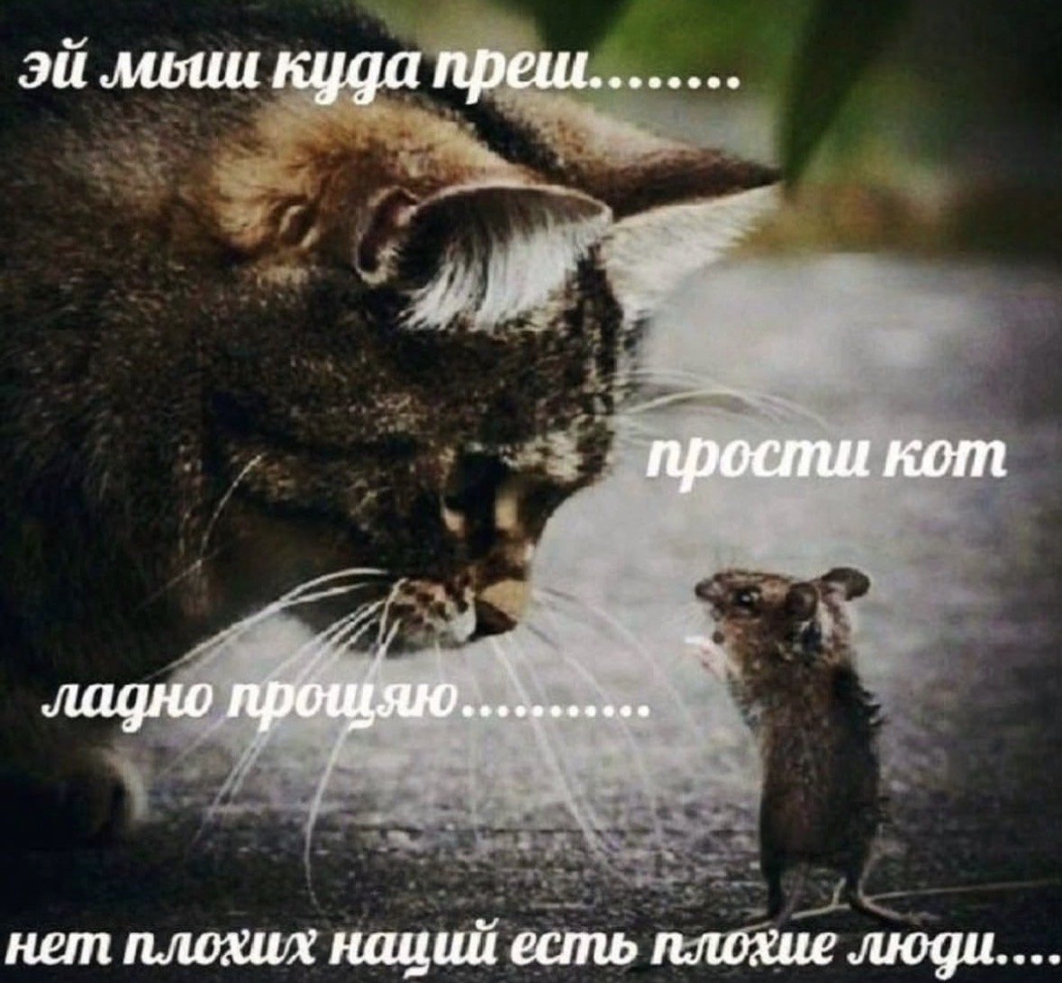Новорег и старорег типа поняли умора😂 #bensquad — Saintspring · Стрекоза