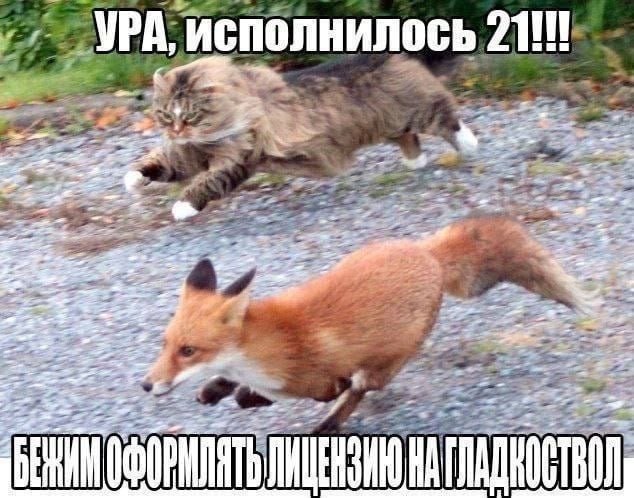 признайтесь, ждали этот день? — guro_ah · Стрекоза