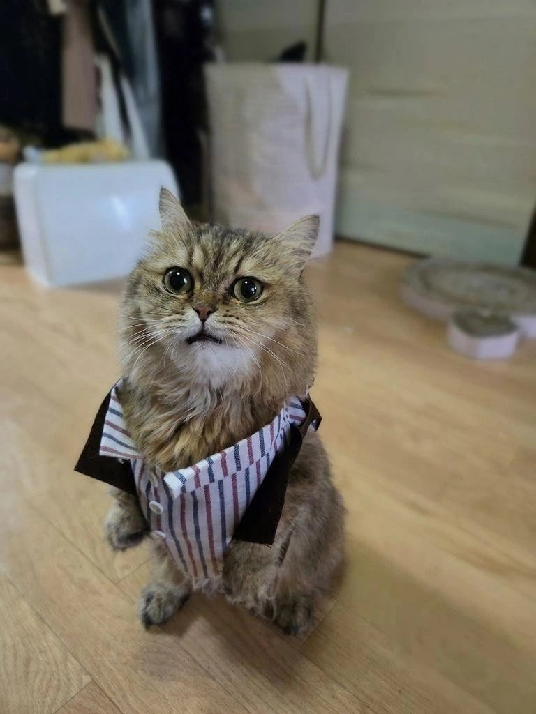 Come, my minions rise for your master, let your evil shine find her n… — PUCHURAPUCHURAPUCHURA · Стрекоза