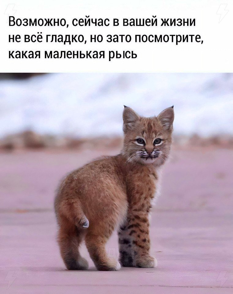 Рыся рысь рысенька рысёнок — Добрый паблик · Стрекоза