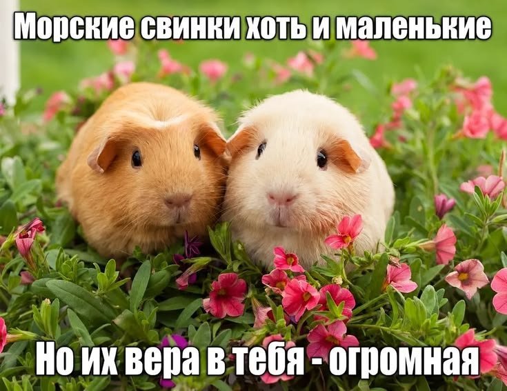 кто будет моей женой и будет меня обеспечивать ставьте лайк, выберу о… — maynaize777 · Стрекоза