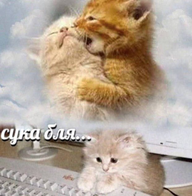 люблю вас котики, вы супер комфортики живите вечно<3 — icing · Стрекоза