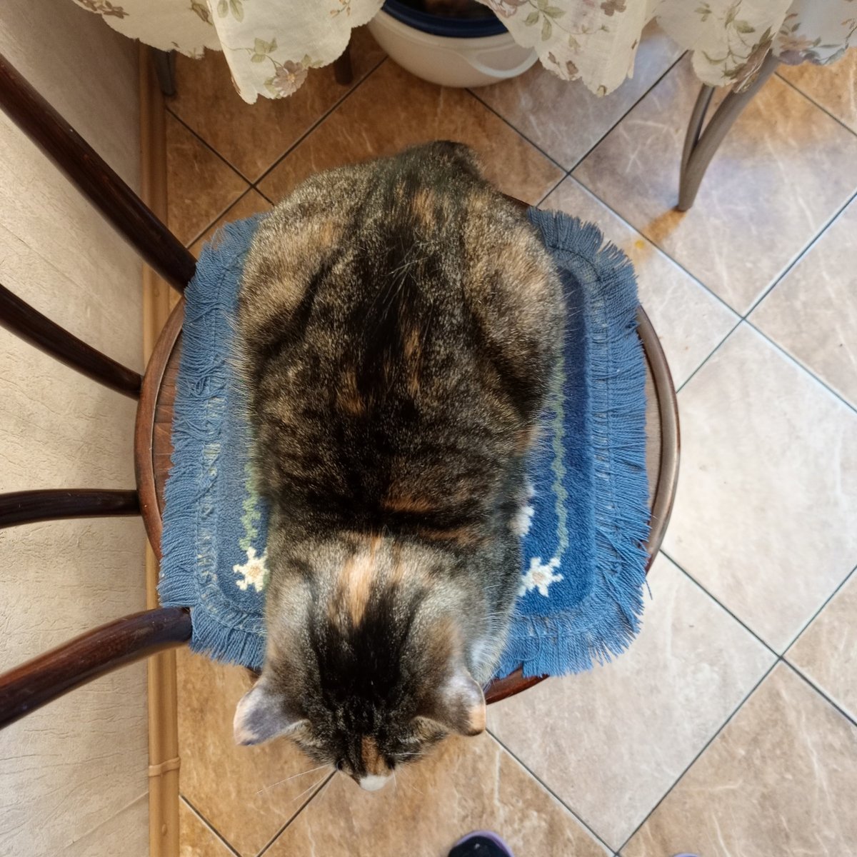 Cat 3d — Gargashpatel · Стрекоза