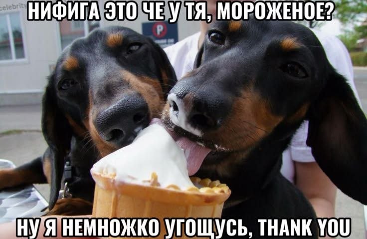 Смешные таксы едят мороженое :3 — Таксопарк · Стрекоза