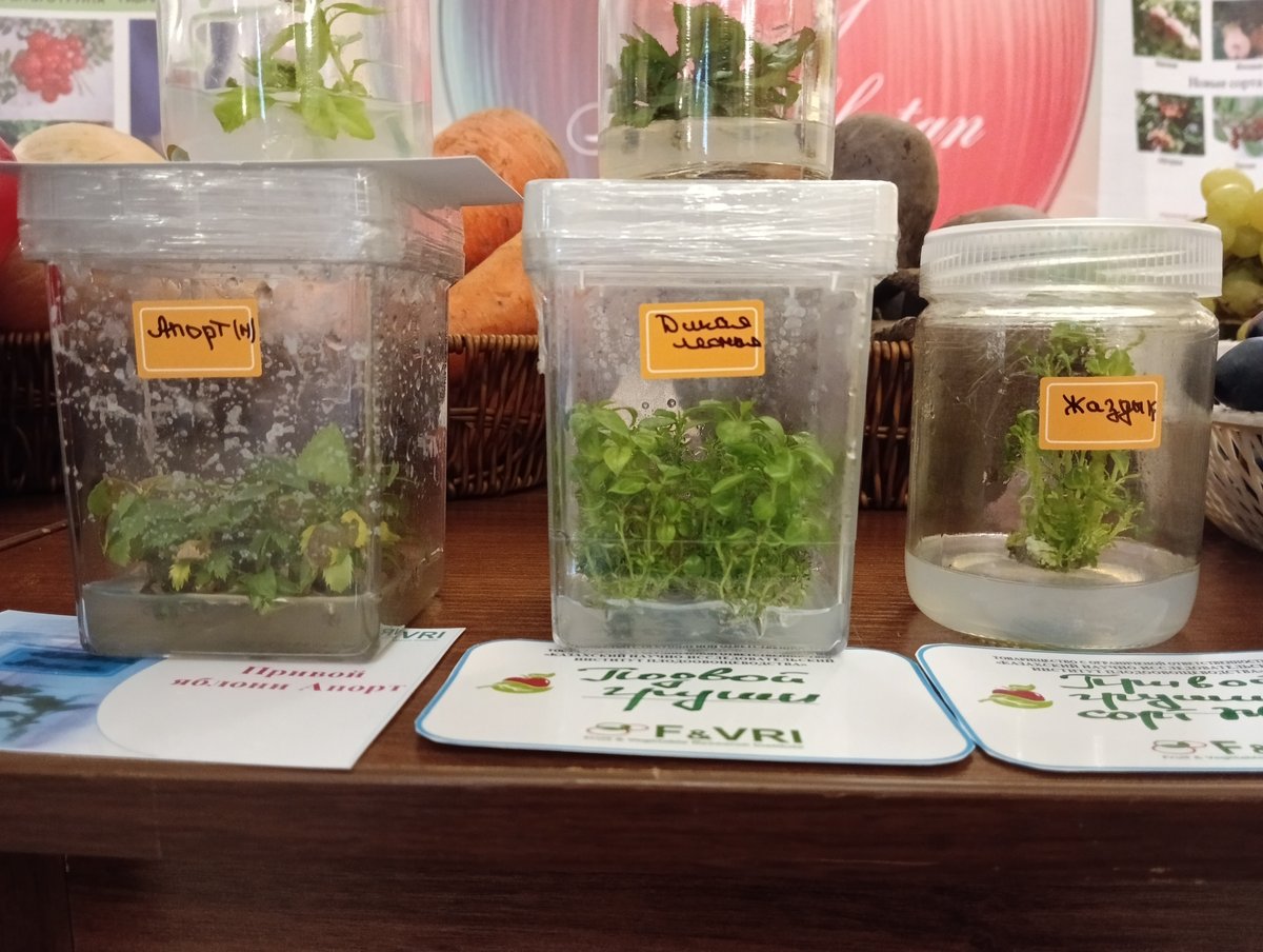 Клонирование растений.🌿🌻 Зачем это нужно? Благодаря клонированию можн… — Романс Фармацевта химика · Стрекоза