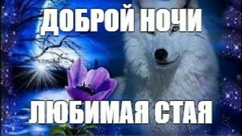 Спаконай ночи стреказоеди <3 — sv4k_christ · Стрекоза