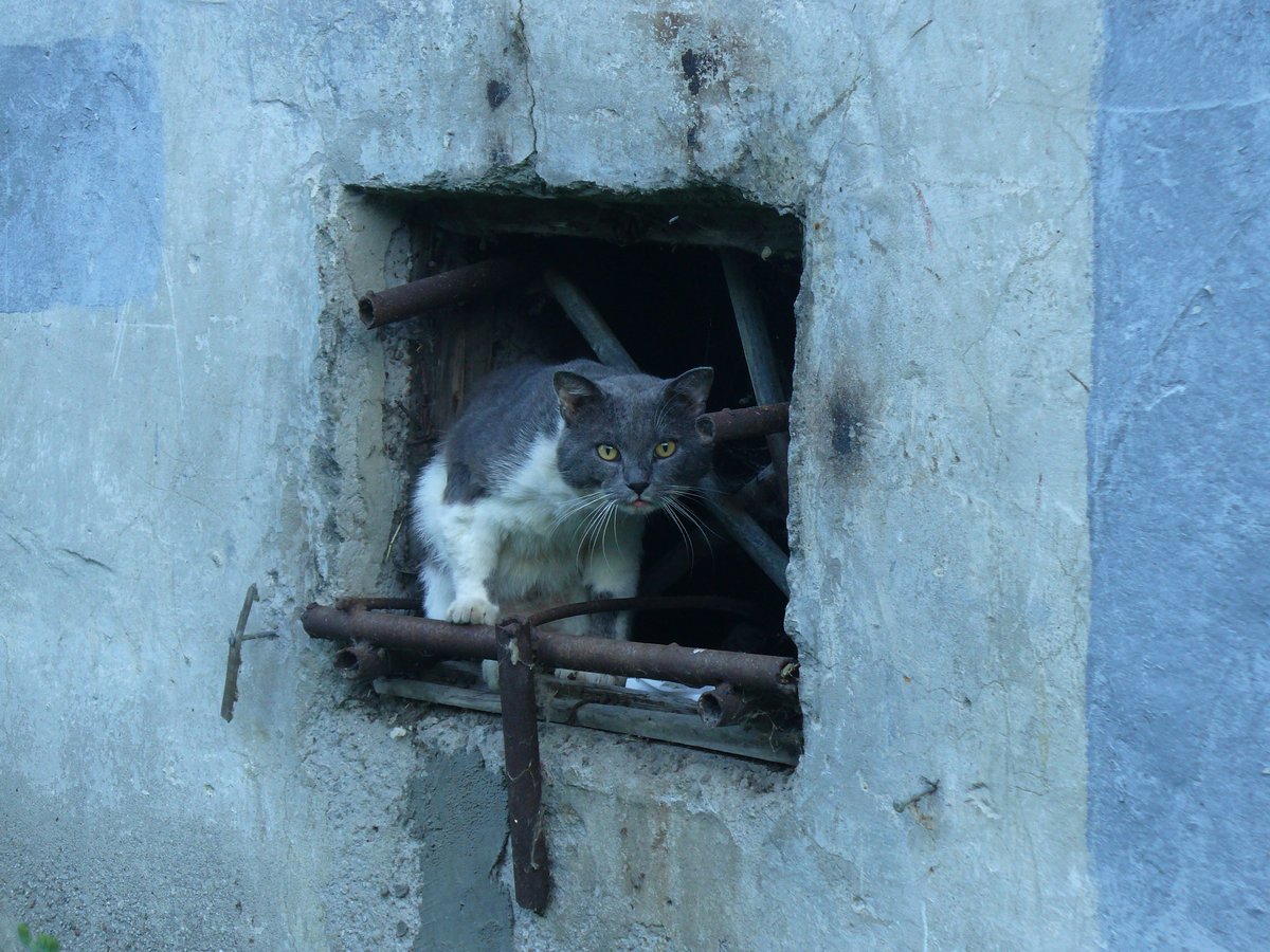 ПОДБОРКА УЛИЧНЫХ КОТОВ — tuzik_barboskin · Стрекоза
