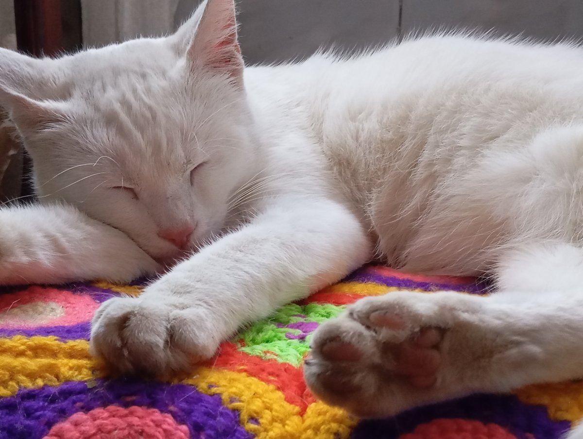 Котость — CatObsession · Стрекоза