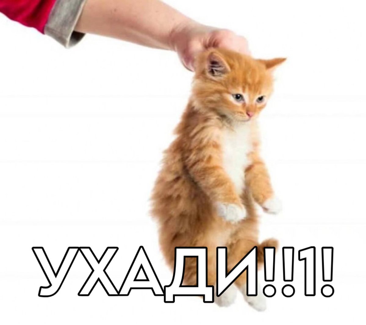 подлый кот не получит котлет на ужин — d3wk1t · Стрекоза
