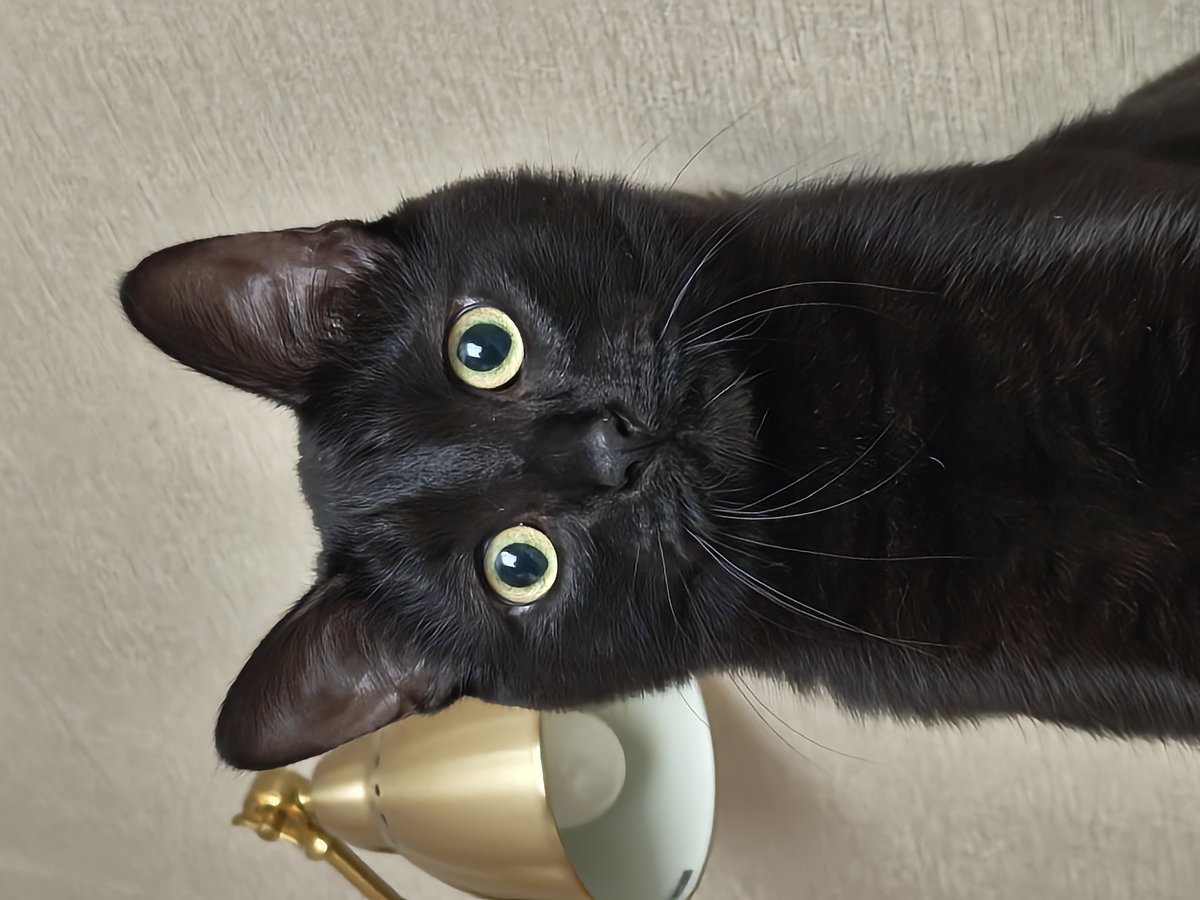 мне кажется мой кош чутчут придурок :D — kruz_mm · Стрекоза