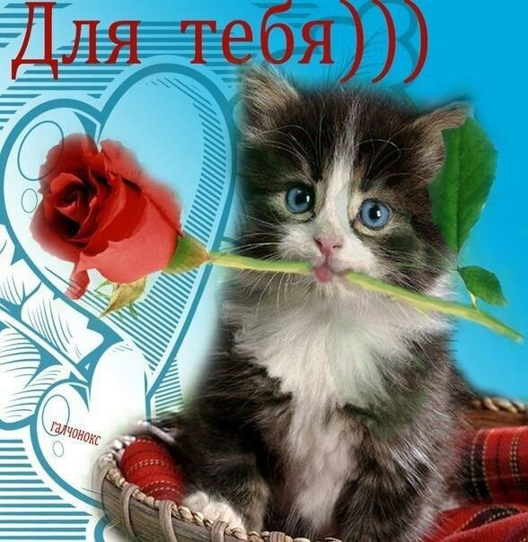доброе утро мои хорошие! — chupi · Стрекоза