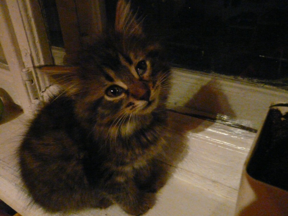 У меня есть кошка, назвали Кешей, так как сначала думали, что это сам… — CatObsession · Стрекоза