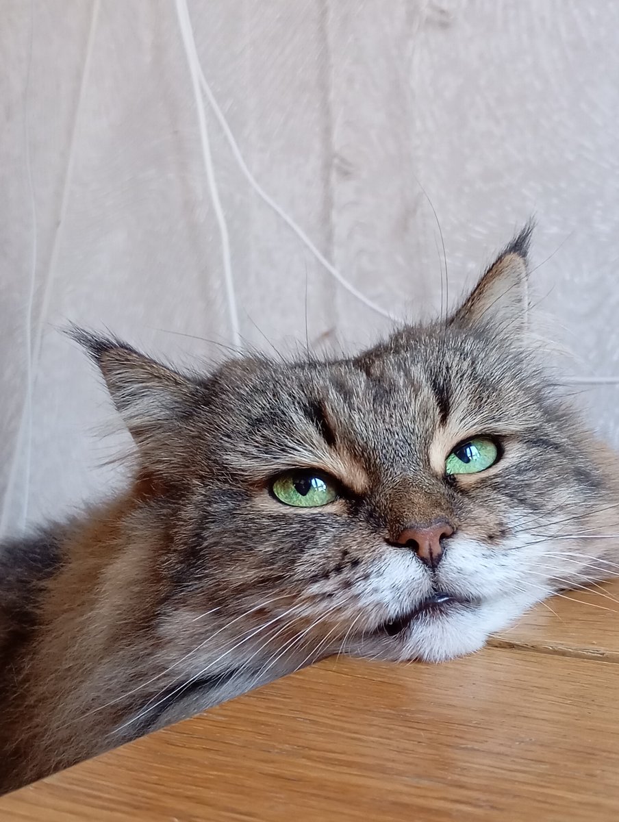 А это современное фото Кеши, она любит положить голову на край стола… — CatObsession · Стрекоза