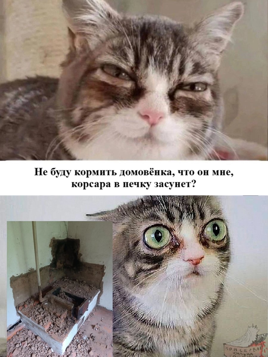 Котик, откуда у тебя печка вообще — EekaMon · Стрекоза