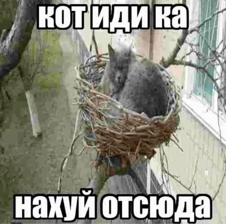 доброе утро, всем ъ и хорошего дня (14:20) (в сообщество выложу посты… — Trutenas · Стрекоза