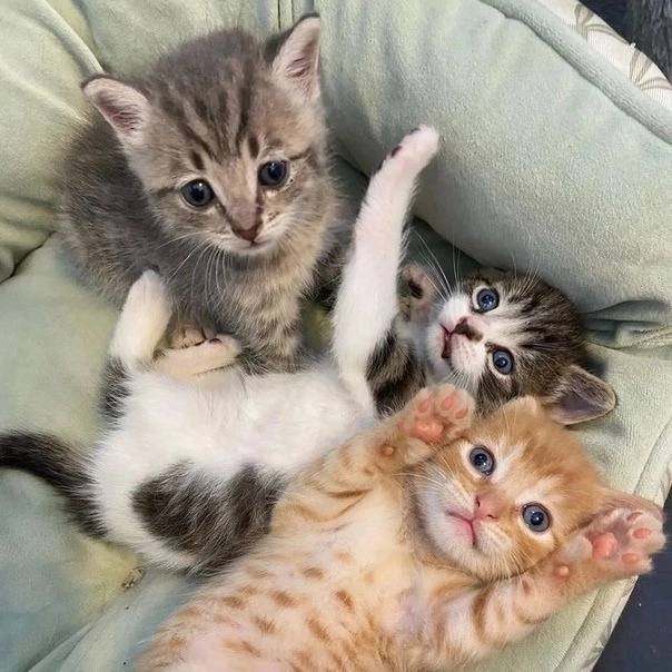 Котов вам в ленту — SuperSlender_2004 · Стрекоза