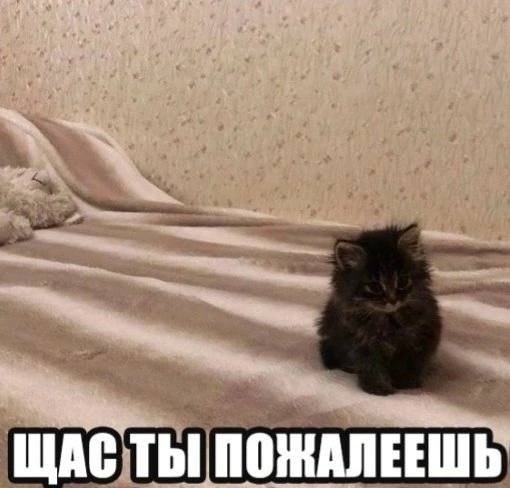 Че за хуйня тут у вас происходит, тут образовывается какая-то слишком… — Kotofeycommander · Стрекоза