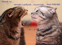 Коты такие коты блин ну только они так могут хихихихихи — Pavel · Стрекоза
