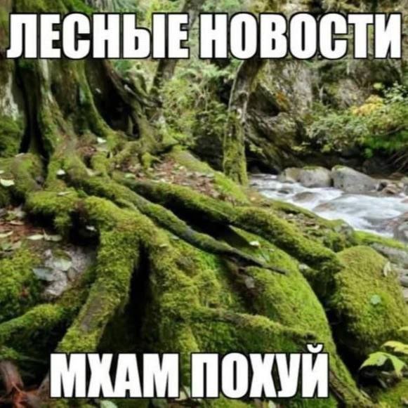 День проходит отлично. Докинул оперативки в основной пука. Настроил в… — sqbible · Стрекоза