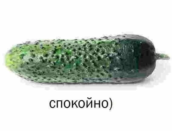 если не зовут, не просись — sham1ak · Стрекоза