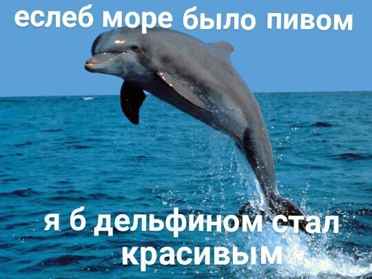 23 июля - Всемирный день китов и дельфинов История этого дня началась… — какой сегодня праздник? · Стрекоза