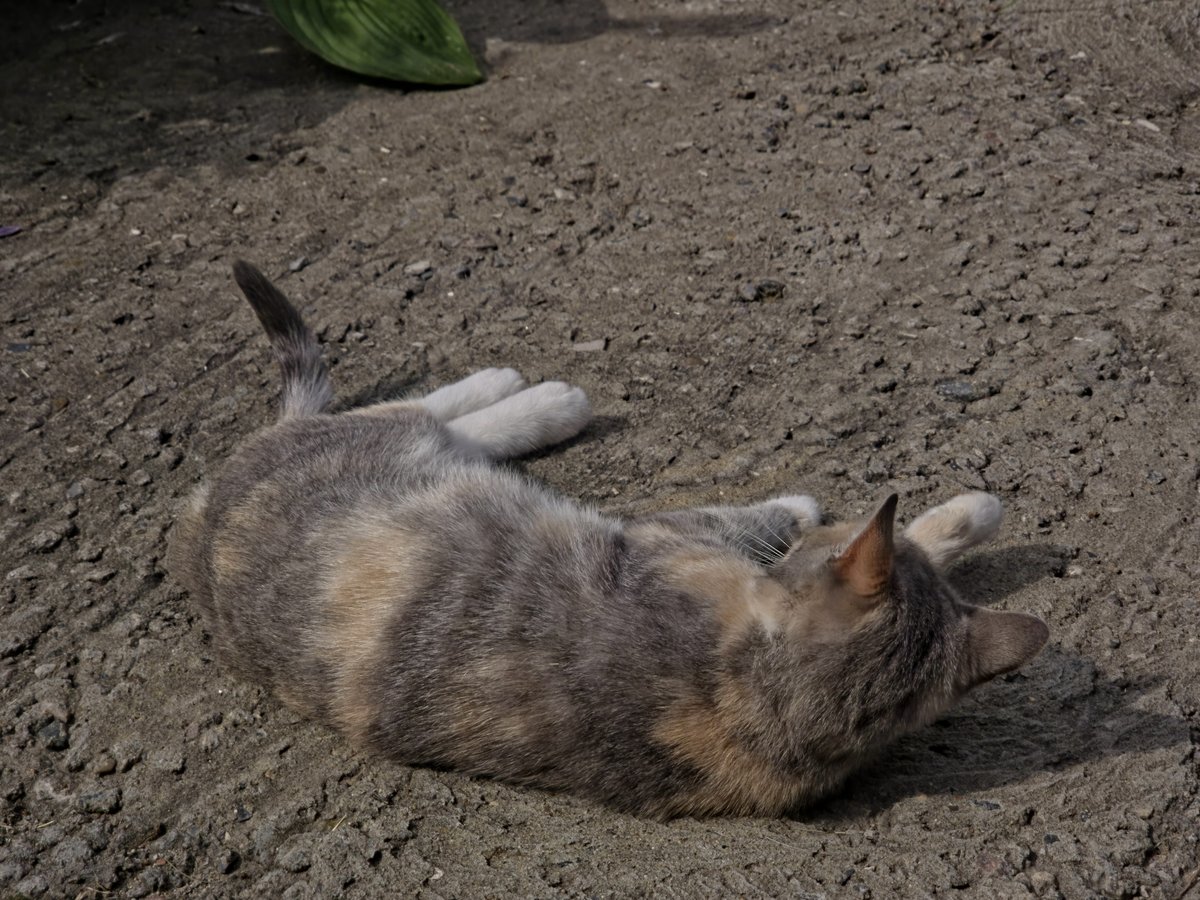 Котя — ФУБ · Стрекоза