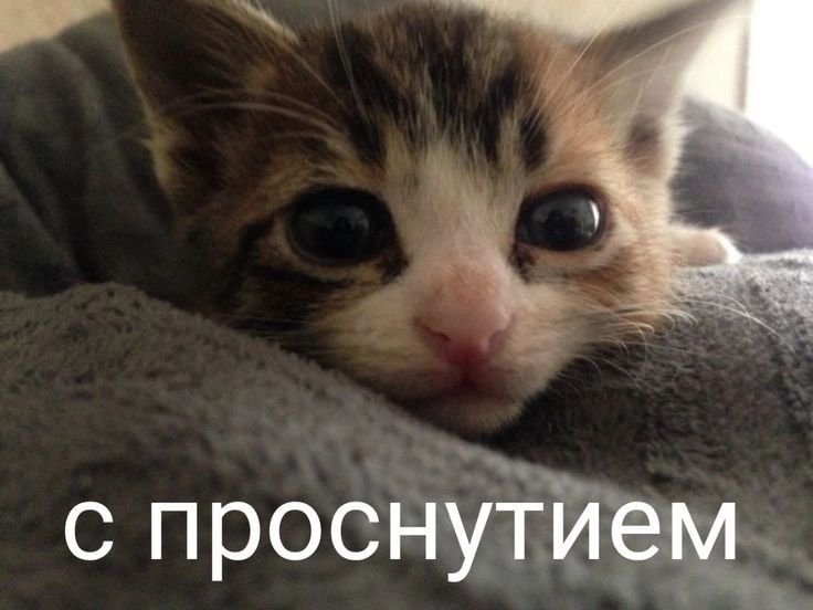 все быстро встали я сказала!!! — koshkodevachka · Стрекоза
