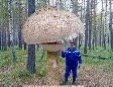 Угадайте где я (°°)～ — Kazinak · Стрекоза