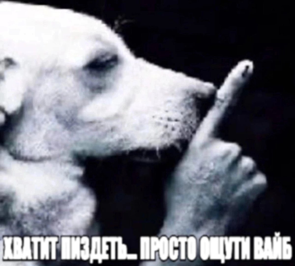 Честно это первая соц сеть где я пишу свои мысли вот так на публику п… — plmpr · Стрекоза