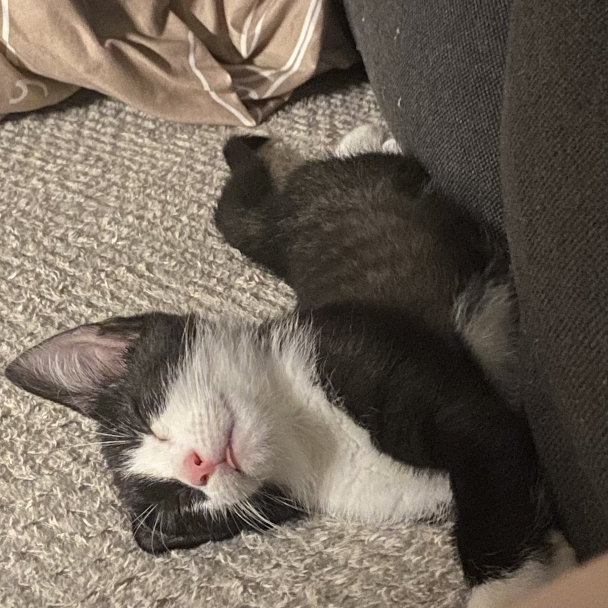 Котёнок Зандик 👀 — ravenribbonDoll · Стрекоза