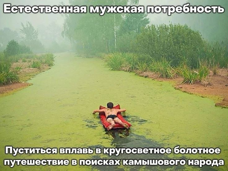 Скоро... — Шизолес Щитпост · Стрекоза