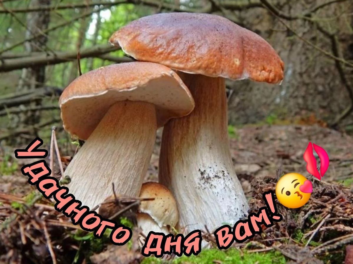 Удачного дня вам! — Шизолес Щитпост · Стрекоза