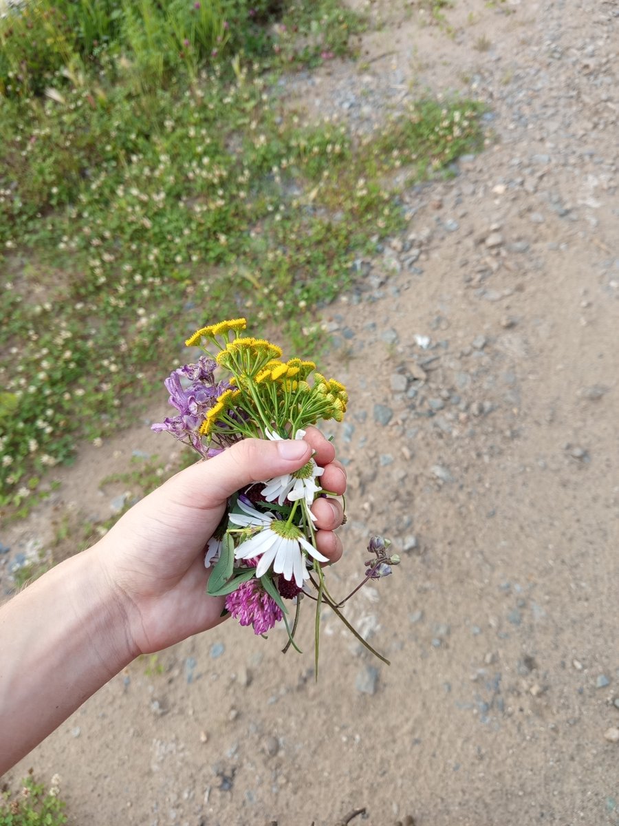 В лесу круто. Ходите в лес. Сейчас заварю и буду кайфовать — Ikra-varenie · Стрекоза