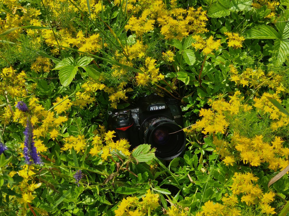 Nikon d7000 нищий фотограф. надо подписаться — lexa_dj /// Нищий Фотограф /// Хайпожорики · Стрекоза