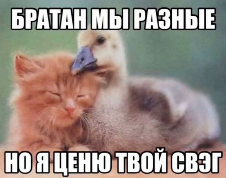 #6 вот она, настоящая дружба — архив милых животных · Стрекоза